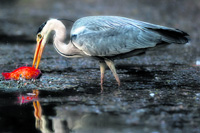 foto: karl leitner