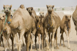 foto: al nassma