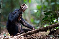 foto: luncz et al./current biology