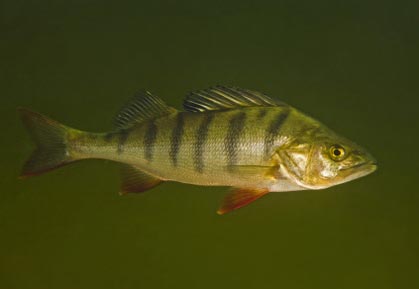 foto: bent christensen