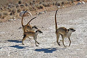 foto: simon townsend/kalahari meerkat project