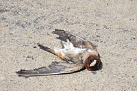 foto: current biology, brown et al.