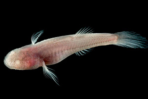 foto: soares et al.
