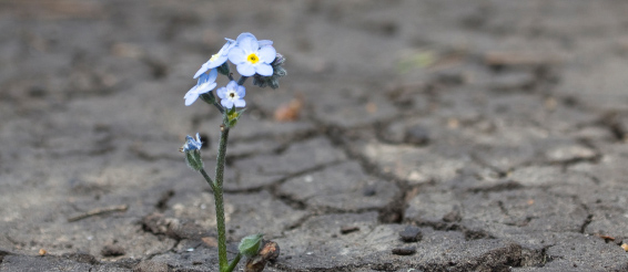foto: istockphoto.com/dasilvafa