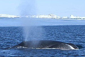 foto: andy foote, disko bay bowhead whale project