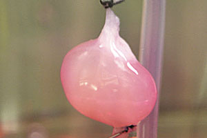 foto: reuters/ott laboratory, massachusetts general hospital center for regenerative medicine