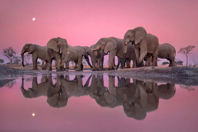 foto: frans lanting/www.lanting.com