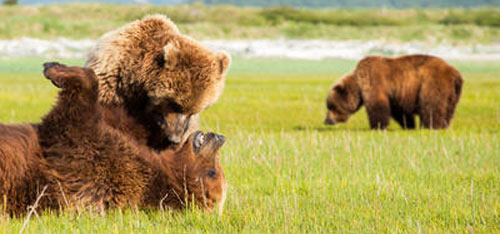 foto: orf/bbc/jeff wilson foto: orf/bbc/jeff wilson