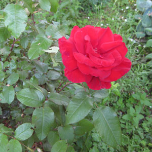 foto: derstandard.at