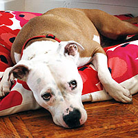 foto: daniel kanter/manhattan nest