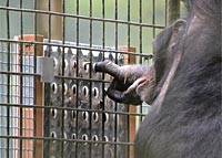 foto: zoological society london