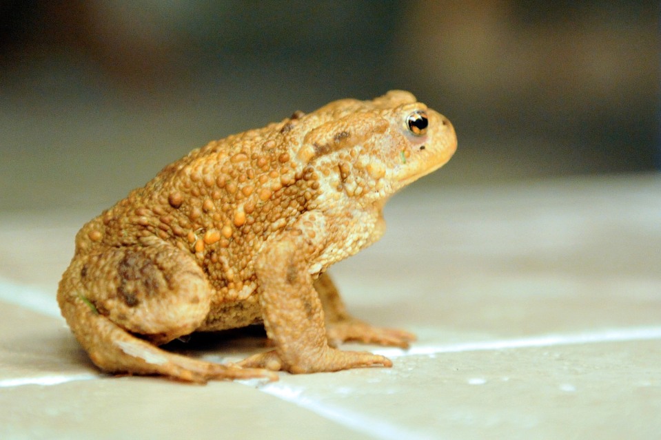 foto: matthias cremer