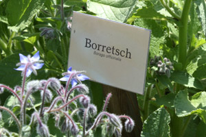 foto: derstandard.at/schersch