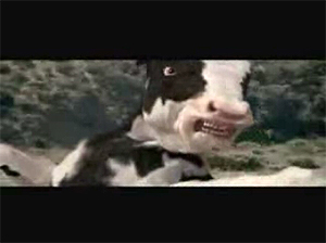 Grasels Lieblings-Spot 1: Matrix Cow Grasels Lieblings-Spot 1: Matrix Cow