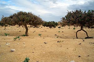 Gestochen scharfe Bilder von einem nackten, aber kontrastreichen Land gewinnt man auch, wenn man einfach den nächsten Linienbus nimmt. Gestochen scharfe Bilder von einem nackten, aber kontrastreichen Land gewinnt man auch, wenn man einfach den nächsten Linienbus nimmt.