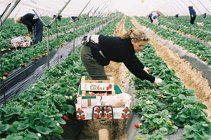 Spanische Erdbeeren mitten im Winter sind längst nichts Exotisches mehr in den europäischen Supermärkten. Die Plantagenwirtschaft nimmt allerdings keine Rücksicht auf die Natur. Spanische Erdbeeren mitten im Winter sind längst nichts Exotisches mehr in den europäischen Supermärkten. Die Plantagenwirtschaft nimmt allerdings keine Rücksicht auf die Natur.