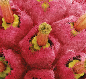 In prachtvoller Vergrößerung: Die pelzig gebetteten Griffel des japanischen Blumenhartriegels. In prachtvoller Vergrößerung: Die pelzig gebetteten Griffel des japanischen Blumenhartriegels.