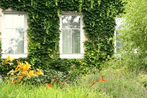 Während der Sanierung des Altbaus wurde der Wilde Wein der Fassade vorübergehend am Baugerüst fixiert Während der Sanierung des Altbaus wurde der Wilde Wein der Fassade vorübergehend am Baugerüst fixiert