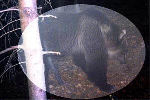 Erstmals ging Braunbär Moritz vor drei Jahren in die Fotofalle. Erstmals ging Braunbär Moritz vor drei Jahren in die Fotofalle.