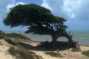 Flexibilität erleichtert das Leben in Brasilien - auch das dieses Baumes der Liebe (Árvore do amor) in Touros, der sich an die Gegebenheiten des Windes angepasst hat. Flexibilität erleichtert das Leben in Brasilien - auch das dieses Baumes der Liebe (Árvore do amor) in Touros, der sich an die Gegebenheiten des Windes angepasst hat.