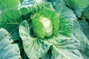 Die Ingredienzien: Gemüse, das mit der Japanern eigenen, quasi-religiösen Aufmerksamkeit gezogen wurde, sowie Hühner vom Hof, die zuvor für die Düngung und Durchlockerung des Bodens gesorgt haben. 