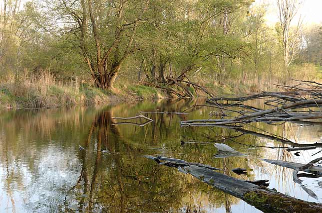 Zudem sollen die künstlichen Steinufer wieder in ihren natürlichen Zustand gebracht werden, damit sich die Donau ihre Ufer selbst gestalten kann.