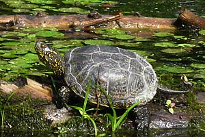 Artenvielfalt in den Donauauen: Die Sumpfschildkröte ist zum Beispiel die einzige wild vorkommende Schildkrötenart in Österreich.