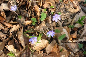 Leberblümchen