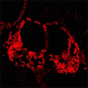 Bei der Aufklärung des Schutzmechanismus waren sogenannte RhoZero-Zellen, also Zellen ohne mitochondriale DNA im Einsatz. Bei der Aufklärung des Schutzmechanismus waren sogenannte RhoZero-Zellen, also Zellen ohne mitochondriale DNA im Einsatz.