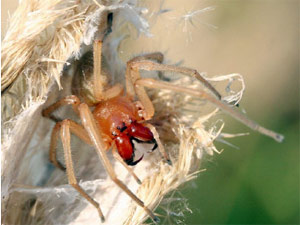 Der Dornfinger (Cheiracanthium punctorium) ist die giftigste Spinne, die auch in Österreich vorkommt.