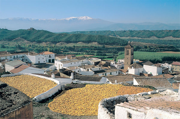 Weingüter im Umkreis von Granada: Bodegas Pago de Almaraes, Carretera de Fonelas Km.1, Benalúa - Granada, Tel.: +34 958 34 87 52, info@bodegaspagodealmaraes.es
Anchurón, Bodega María Amparo García Hinjosa, c/ Isaac Albéniz 10, 2° B, 18012 Granada, Tel.:+34 958 27 77 64, Mail: info@anchuron.es
Bodegas Al-Zagal, Paraje las Canaillas S/N, 18518 Cogollos de Guadix, Granada, Tel.: +34 647696610, Email: bodegas@bodegasalzagal.es