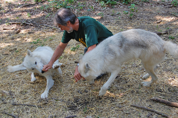 Der Wolf hat nach ihm geschnappt und Kotrschall hat erklärt: "So geht es nicht Herr Landeshauptmann". 