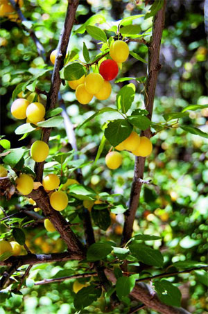Usbekistan verfügt über eine erstaunliche Biodiversität, bei rund 305 Sonnentagen im Jahr gedeihen Beeren, Früchte und Nüsse prächtig.