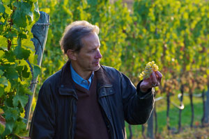 Riesling Traube mit Willi Bründlmayer. Riesling Traube mit Willi Bründlmayer.