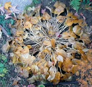 Selbst eine sterbende Hosta gehört mit zum Schönsten, was ein Garten farblich bieten kann. Selbst eine sterbende Hosta gehört mit zum Schönsten, was ein Garten farblich bieten kann.