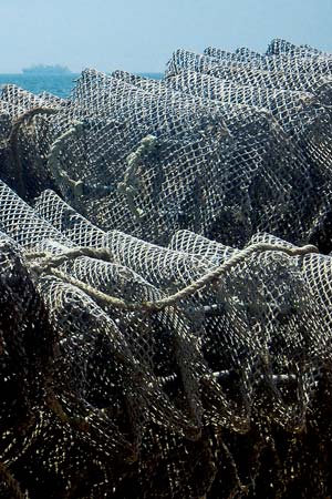 In ganz Europa werden die Muscheln von einem rätselhaften Virus heimgesucht. 