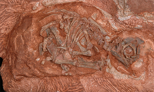 In einigen der 
Massospondylus-Eier konnten die Paläontologen die Skelette von Dinosaurier-Embryos freilegen.