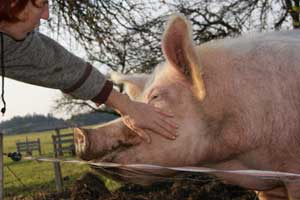 Lisa, Lilli, Engelbert, Susi, Chonchita, Oki Doki, Alles Roger, Sissi, Floh, Chupachup, Yupidu, Schnappi, Pippifein und Hallo Du - eines der glücklichen Schweine, die es dank "Ja! Natürlich" zu Fernsehruhm brachten. Lisa, Lilli, Engelbert, Susi, Chonchita, Oki Doki, Alles Roger, Sissi, Floh, Chupachup, Yupidu, Schnappi, Pippifein und Hallo Du - eines der glücklichen Schweine, die es dank "Ja! Natürlich" zu Fernsehruhm brachten.
