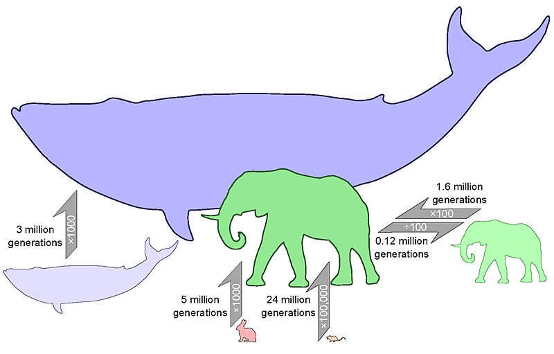 Evolutionäre Schrumpfungsprozesse vollziehen sich schneller als Wachstumsprozesse ähnlicher Größenordnung. 