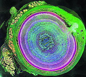 Der Sieger des "Science"-Wettbewerbs in der Kategorie Fotografie: Ein
Mausauge im Querschnitt. Artikelbild