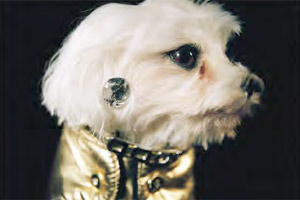 Florian Raidt und Sebastian Lager: "Fancy Dogs" Artikelbild
