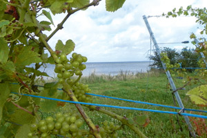 ... dessen Wein auch im besten Restaurant der Welt serviert wird. Praktisch, dass das auch ihm gehört - zumindest zum Teil. ... dessen Wein auch im besten Restaurant der Welt serviert wird. Praktisch, dass das auch ihm gehört - zumindest zum Teil.