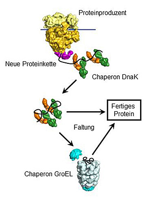 Das Chaperon DnaK bindet neue Proteine und führt deren Faltung herbei.
Proteine, die es nicht falten kann, transportiert DnaK zu GroEL, einer
hochspezialisierten Faltungsmaschine. Das Chaperon DnaK bindet neue Proteine und führt deren Faltung herbei.
Proteine, die es nicht falten kann, transportiert DnaK zu GroEL, einer
hochspezialisierten Faltungsmaschine.