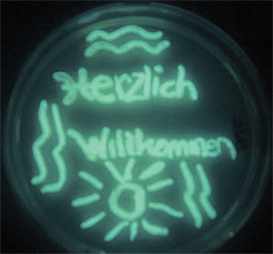 Luciferase heißt das Phänomen, das Bakterien zum Leuchten bringt. Biowissenschafter experimentieren damit in der Petrischale (oben) bzw. im Kolben (unten). Luciferase heißt das Phänomen, das Bakterien zum Leuchten bringt. Biowissenschafter experimentieren damit in der Petrischale (oben) bzw. im Kolben (unten).