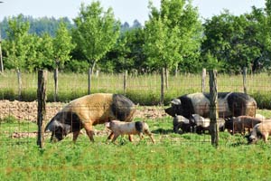 Die überwältigende Mehrheit der in Österreich gezüchteten Schweine sieht auf dem Weg zum Schlachthof zum ersten Mal Tageslicht. Die überwältigende Mehrheit der in Österreich gezüchteten Schweine sieht auf dem Weg zum Schlachthof zum ersten Mal Tageslicht.