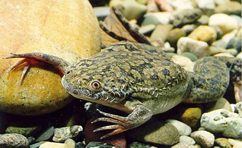 Seine Lustlosigkeit könnte eine Erklärung für den weltweiten Amphibienrückgang sein: Der Südafrikanische Krallenfrosch Xenopus laevis.