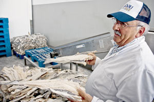 Im Zeitalter des Tiefkühlfischs salzen und trocknen ihn Produzenten wie Sergio Ribau nur noch wegen des einzigartigen Geschmacks ein. Im Zeitalter des Tiefkühlfischs salzen und trocknen ihn Produzenten wie Sergio Ribau nur noch wegen des einzigartigen Geschmacks ein.