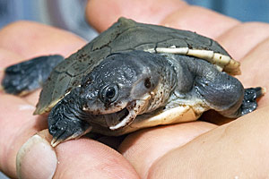 Die Jungtiere gelten als Sensation, da die Batagur baska die bedrohteste Tierart ist, die in einem europäischen Zoo gehalten wird. Die Jungtiere gelten als Sensation, da die Batagur baska die bedrohteste Tierart ist, die in einem europäischen Zoo gehalten wird.