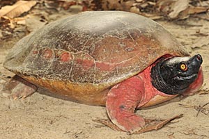 Die Batagur baska ist die drittbedrohteste Schildkrötenart der Welt. In der Paarungszeit beeindruckt das Männchen durch kräftige Färbung. Die Batagur baska ist die drittbedrohteste Schildkrötenart der Welt. In der Paarungszeit beeindruckt das Männchen durch kräftige Färbung.