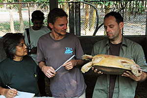 Anton Weissenbacher vom Tiergarten Schönbrunn (re.), der österreichische Biologe und Schildkrötenexperte Peter Praschag und die indische Lehrerin Rupali Ghosh setzen sich für das Tier ein. Anton Weissenbacher vom Tiergarten Schönbrunn (re.), der österreichische Biologe und Schildkrötenexperte Peter Praschag und die indische Lehrerin Rupali Ghosh setzen sich für das Tier ein.